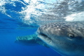 Whale sharks, Isla Mujeres, Mexico. Taken with Nikon D60 and 10-24 lens in Sea & Sea housing