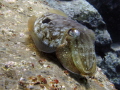 Cuttlefish caught sleeping Pal Mar Tenerife