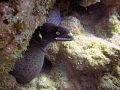 Black Moray taken in Pal Mar Cave off the south coast of Tenerife with Aquamarina Dive