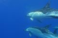 Common dolphins - Azores, only internal flash