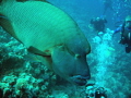 Large 1.5m Napoleon Wrasse just cruising between us and looking us over.  Didn't realise until I uploaded it also looks like its mouth is heading for my son :)