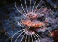Lion Fish - Taken at Sand Island Reed - Taiwan. 35mm Bonica - point and shoot camera + strobe .