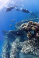 Mala Pier, Maui, HI - Divers swimming with green sea turtles.