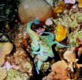 Night Dive! Wonderful colors against the coral. Graceful and quick!