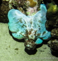 Blue Octopus. Grand Cayman, Night Dive.