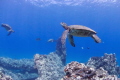 Turtle Cleaning Station.  Mala Pier, Maui, HI