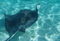 Taken at Stingray City off Grand Cayman Island.