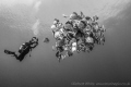 Taken at Shark Reef, Ras Mohammed, Egypt in June this year. I thought the bat-fish looked as though they were waiting patiently to each have their photograph taken by the diver, Alex Tattersall. I thought black and white enhanced the composition.