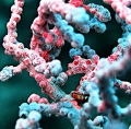 Pigmy seahorse at tulamben