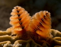 Working on macro and lighting the Christmas tree worms to make them glow.  
This was taken at Sunset House Reef around 4PM, shore dive.