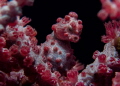 Pygmy Seahorse