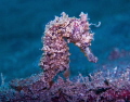 Common Seahorse