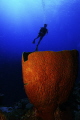 Barrel Sponge at the top of Ghost Mount in Cayman