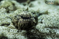 CROCODILE FISH
CLASSICAL SHOT--EYE

Canon EOS 5D Mark III (Ikelite Housing)
EF 100mm f/2.8L Macro IS USM
2X DS 161 Strobe
Sola 1200 Red Focus Light
f/8
1/30 sec
Iso -200