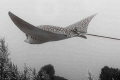 Eagle Ray Flying through the Ocean Space