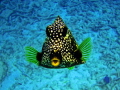 This little Trunk Fish kept following me around and posing for me.