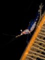 Black Coral Shrimp.