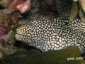 moray eel... @ 30 feet, no strobe, just the built-in flash... sulu sea. . . philippines