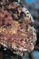 Beauty's in the Eye... Profile of a scorpionfish. 105mm macro, Fuji Velvia, Playa Forti, Curacao