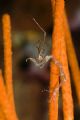 Ghost shrimp, Lembeh Straits