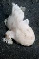 White hairy frogfish against black sand background