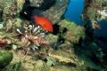 Coral Trout & the Lionfish- wideangle, Nik V 15mm lns Fuji Velvia 50 on a coastal trader wreck
