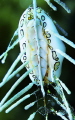 Flamingo Tongue Underside