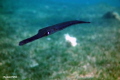 Cornet Fish, Dahab, Egypt, Sony RX100, Ikelite 6116.12 Underwater Housing