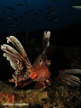 Lionfish @ the depths of Atlantis