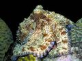 A Proud Octopus - A bright-eyed Octopus vulgaris seems to almost preen for the camera, just before sunset on 