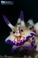 H I T C H - H I K E R
Nudibranch (Mexichromis multituberculata)
Emperor shrimp (Periclimenes imperator)
Anilao, Philippines. May 2014