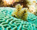 Christmas Tree Worms, Macro, East End Cayman Islands