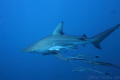Oceanic blacktip and followers. Aliwal Shoal, South Africa. May 2014