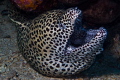 Laced Moray