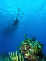 3rd safety stop of the day. East End wall, Grand Cayman. Bubbles, Boat, Dive, Camera. Olympus E-PL5 with 14-42 lens. Im happy I got it all in!