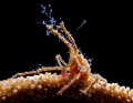 Hydroid Decorator Crab