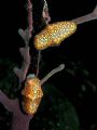 No Thanks! I Had Soft Coral for Lunch - Two flamingo tongue snails shamelessly devour a nice purple gorgonian. Bonaire, 105mm macro