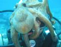 On a nice afternoon dive, we found extremely friendly octopus.