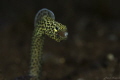 Date Taken: 3-09-2014
Title: Eel Yawning  Not Crop 
Housing: Seacam
Camera : Nikon D800
Lens: 105mm
Diopter: Teleconvertor 1.4 Tamron
Strobe: 2 x Seacam 150
Setting: 1/160sec, f14, ISO100