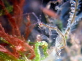 Skeleton shrimp 
From Anilao Pier 
Canon G16 + SubSee x 10 diopter