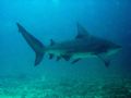 Bat island Costa rica Bullshark