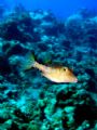 Sharp nose puffer, taken with Sony DSC-T1, using internal flash.