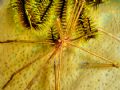 Arrow Crab hiding in a sponge, taken with Sony DSC-T1 using the internal flash, no strobe.