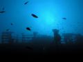 Totono wreck, near Dubrovnik, Italian ship sunk in WWII. Full of marine wildlife. Olympus C4040 in Olympus casing. Natural light on cca 35 meters.