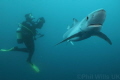 Blue shark and diver off Cape Point, South Africa.