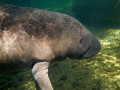 Baby manatee hanging out in the spring run during winter.