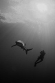 Shark dive @ Pico, Açores