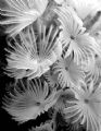 Dusters: a cluster of white featherduster worms in Cozumel. Shot on a night dive with my Coolpix 5000.