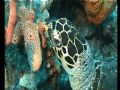 hawksbill turtle. I slowly swam though the reef and cought this turtle on film