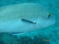 Up close fish - Sodwana Bay December 2006. 5 mile reef. Sony cybershot P93 with housing - no filter no strobe.